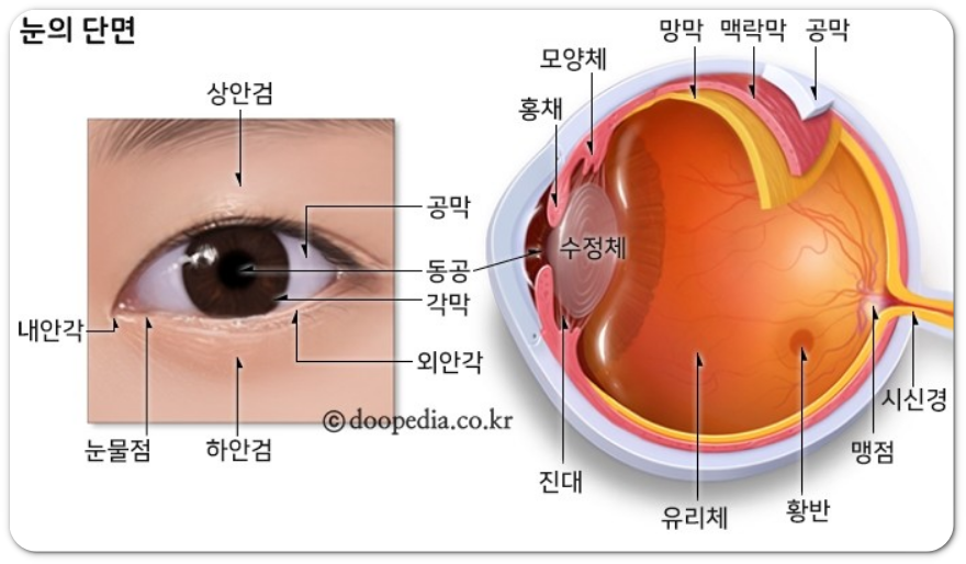 눈의 구조