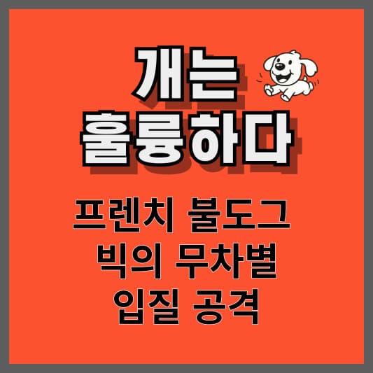 개는 훌륭하다 프렌치 불도그 빅(썸네일)