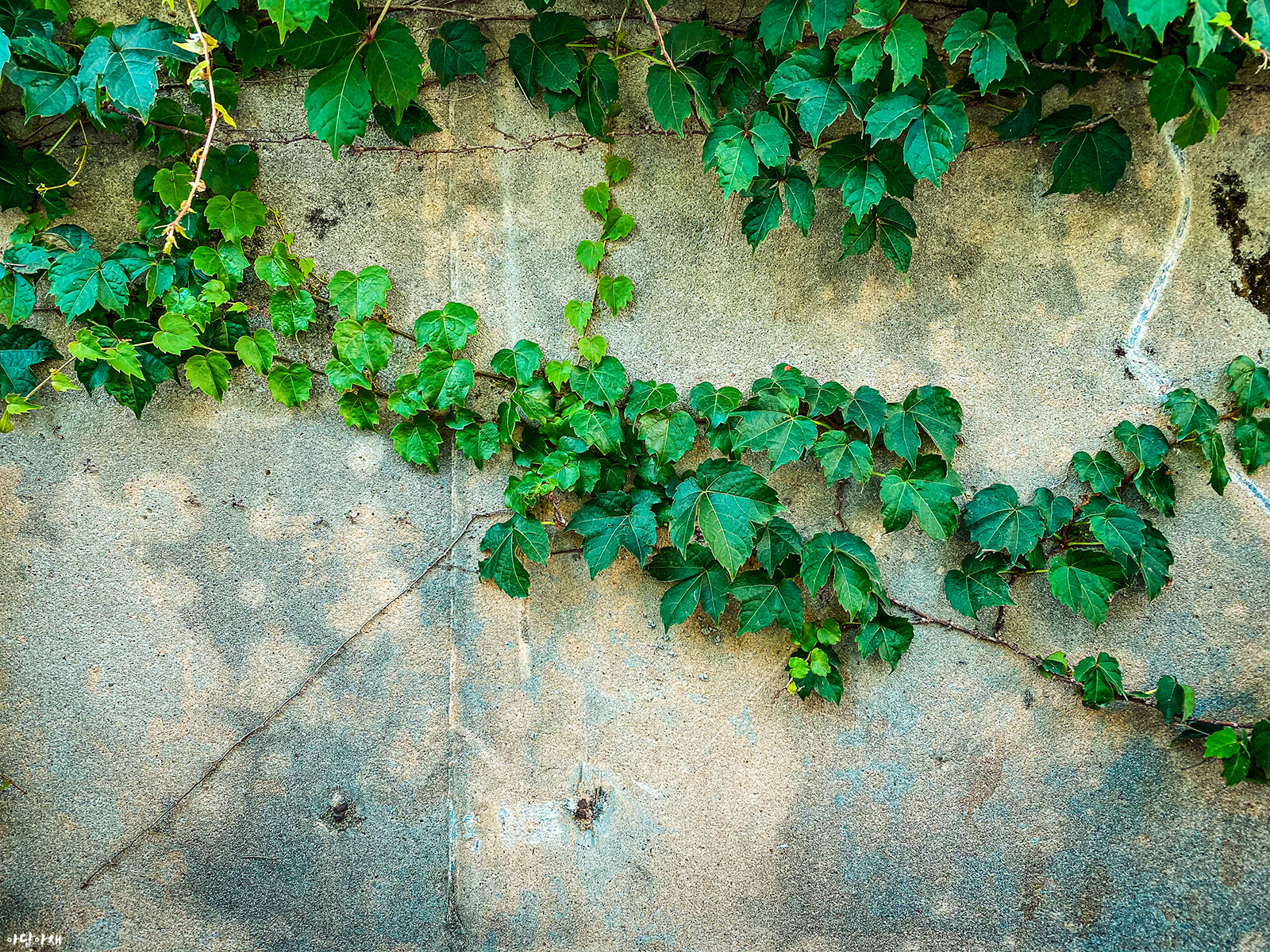  담쟁이덩굴 / Parthenocissus tricuspidata