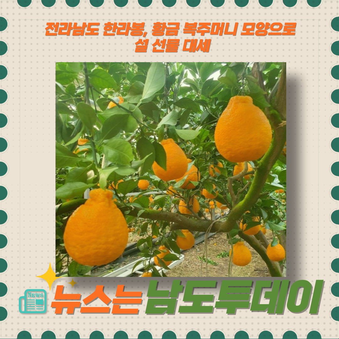  명절 선물로 딱! 전라남도의 황금 복주머니 한라봉-남도투데이