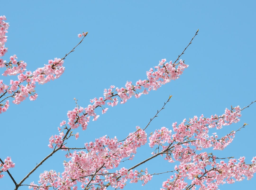 Cherry blossom.