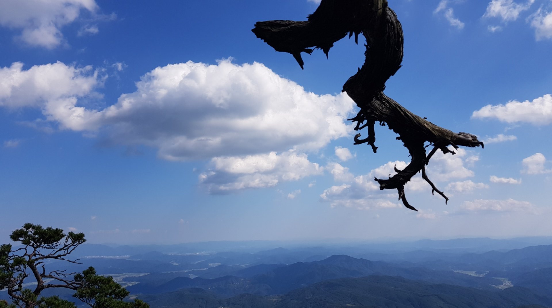 합천 가야산 고목