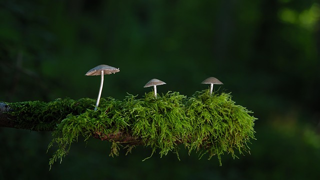 산림산업기사