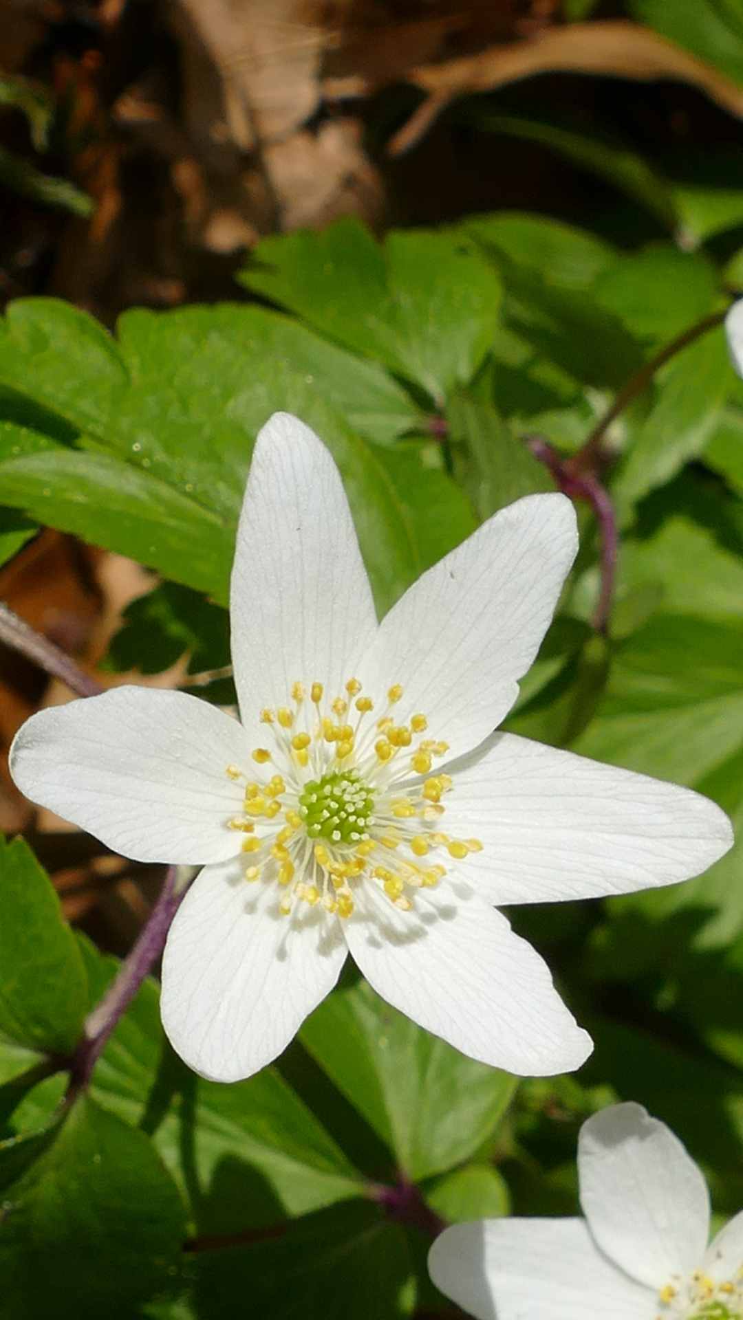 Anemone Flower iPhone Wallpaper