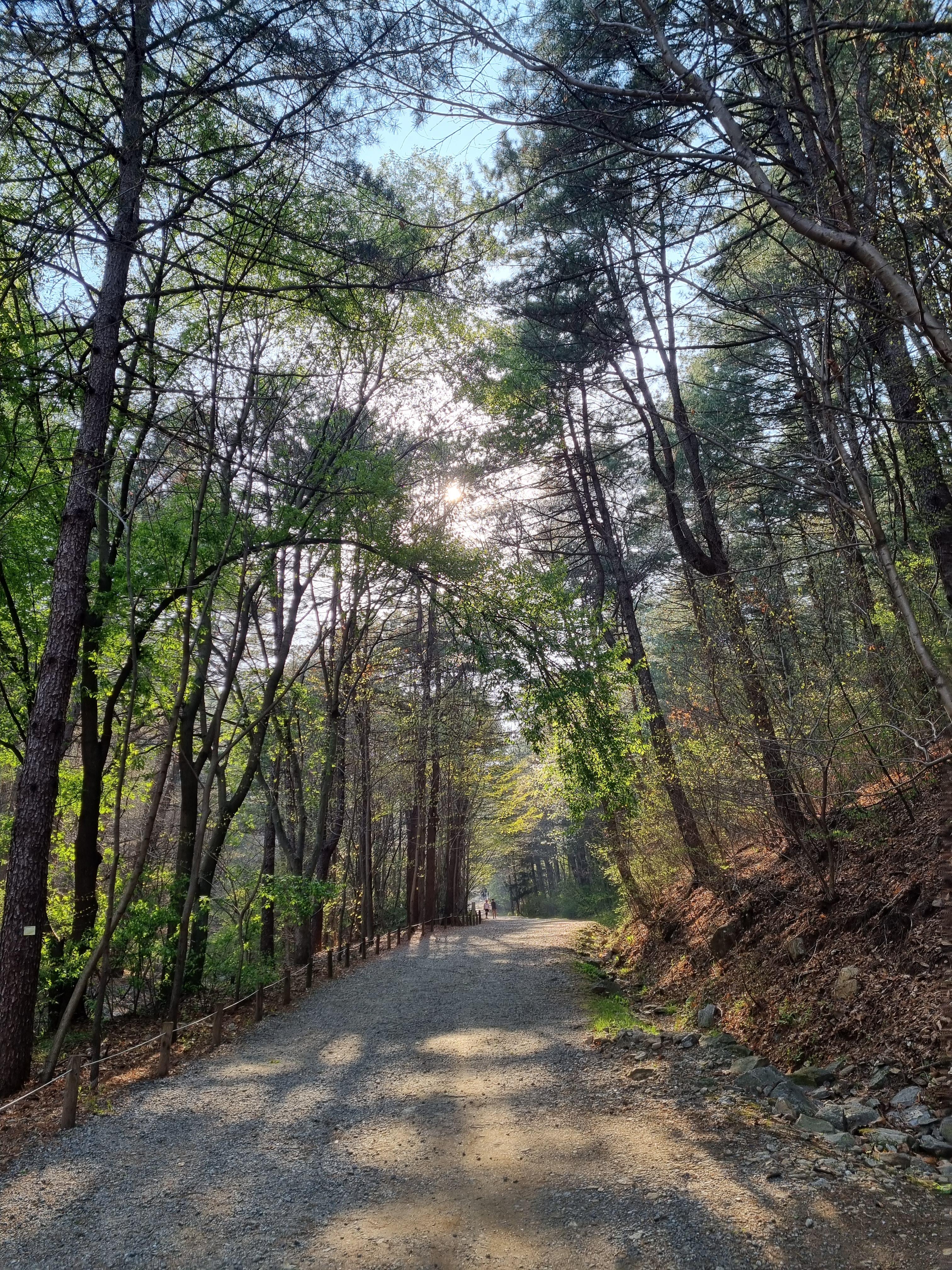 국립수목원의 숲길