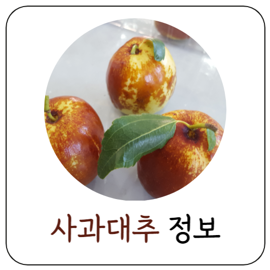 사과대추정보