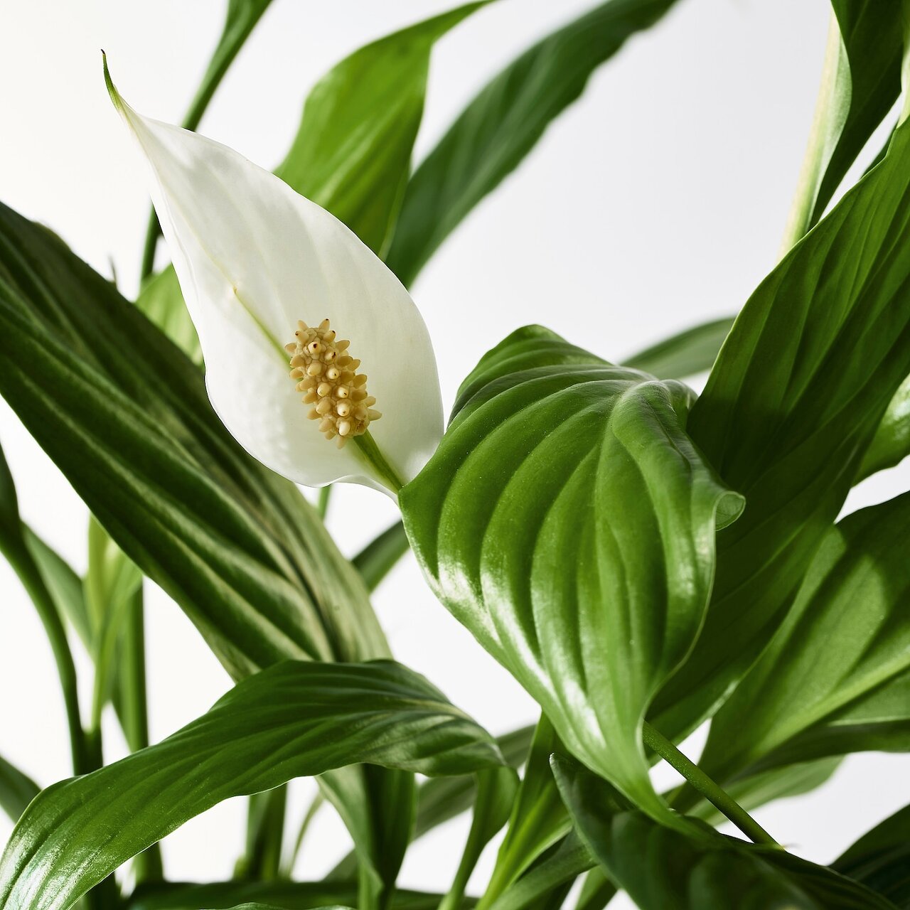 스파티필럼 (Spathiphyllum)