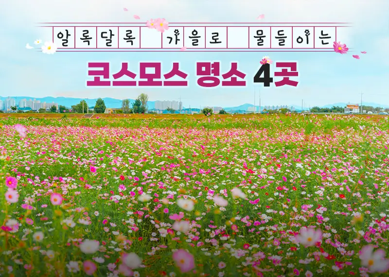 9월-코스모스-명소-추천-BEST-4