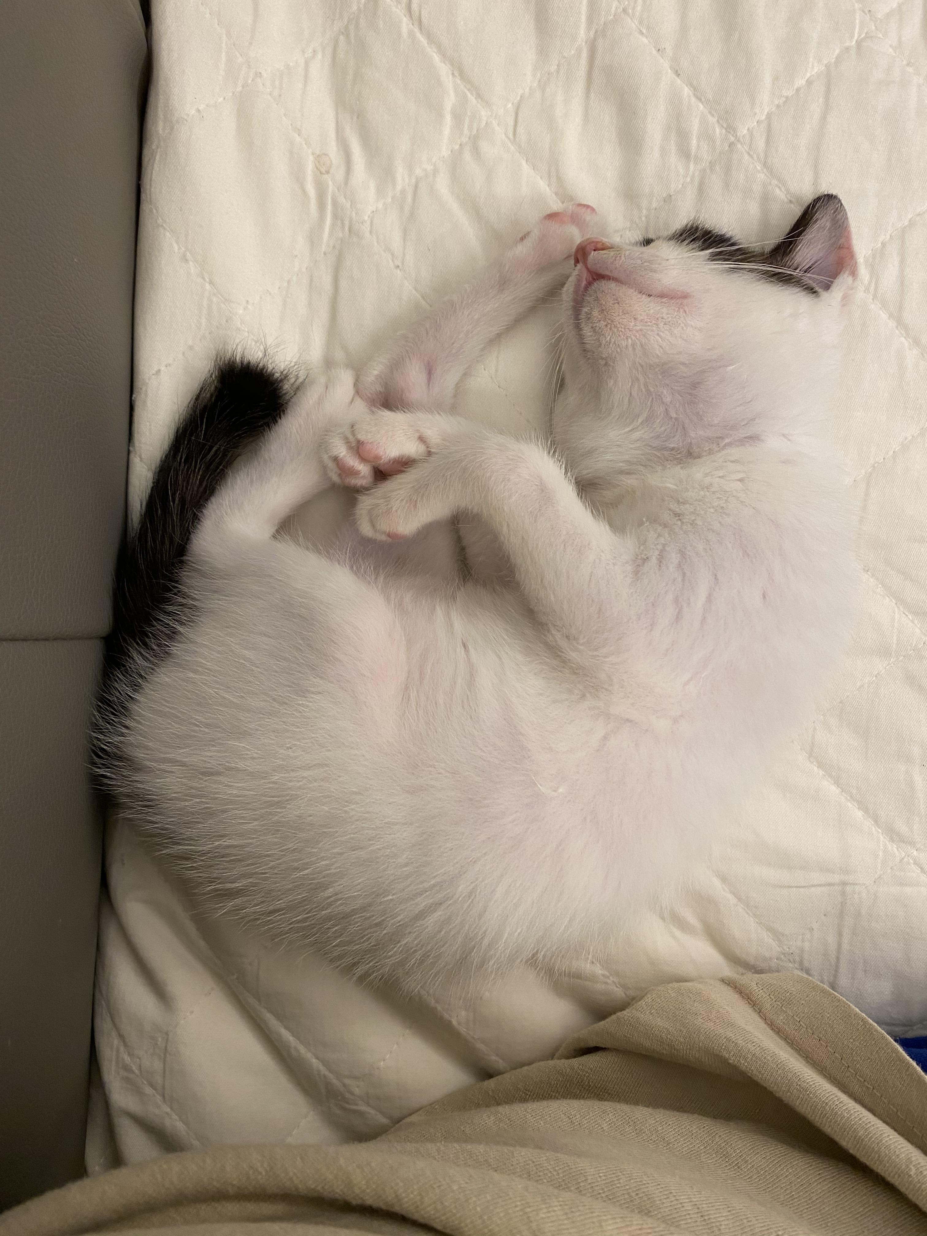  고양이 현황 그리고 다리 상처_집사 첫 멘탈 박살