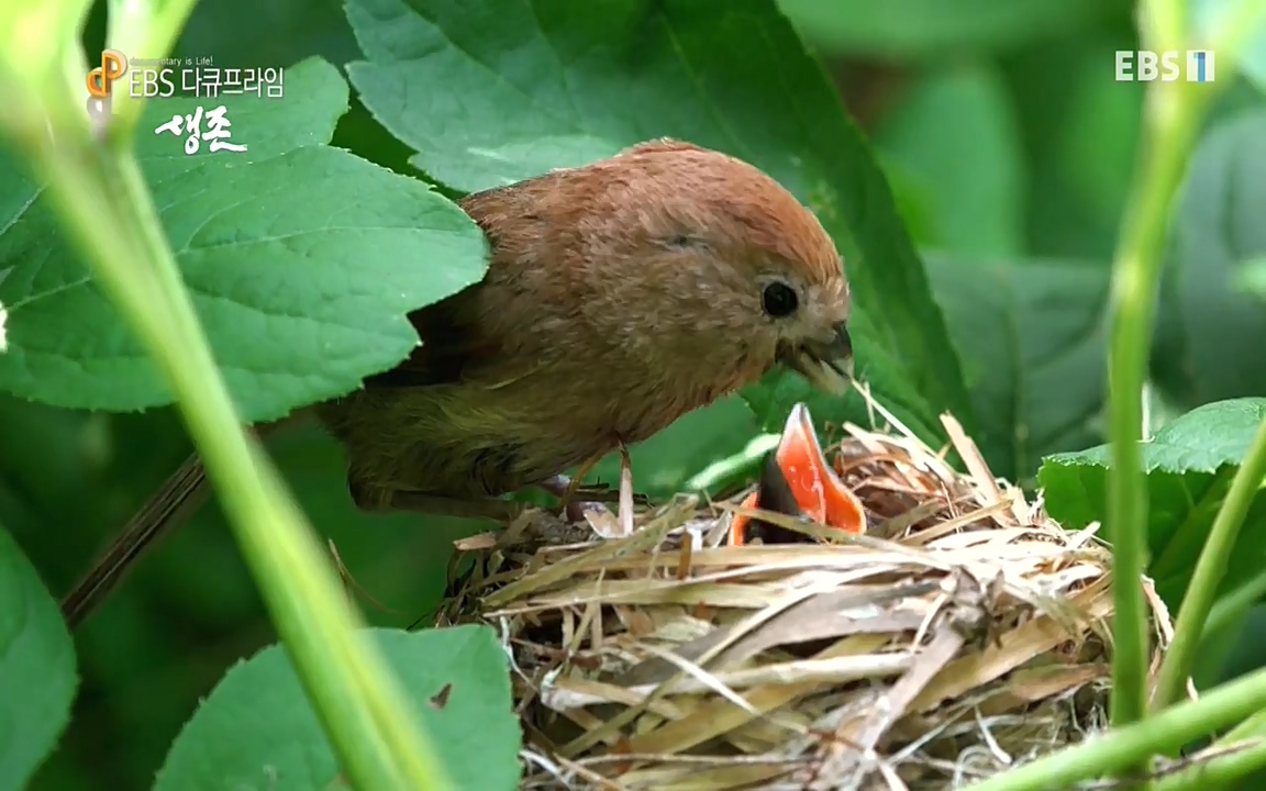 생존 3부_ EBS 다큐프라임_ 220629.avi_20220701_204834.369.jpg