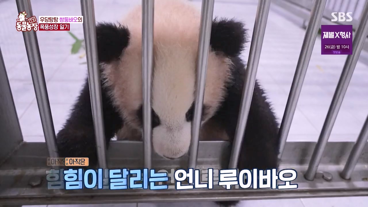 TV 동물농장.E1155.240122p-NEXT.mp4_20240121_145934.779.jpg