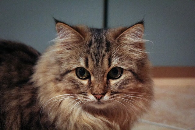 인기많은 고양이 품종별로 살펴보기