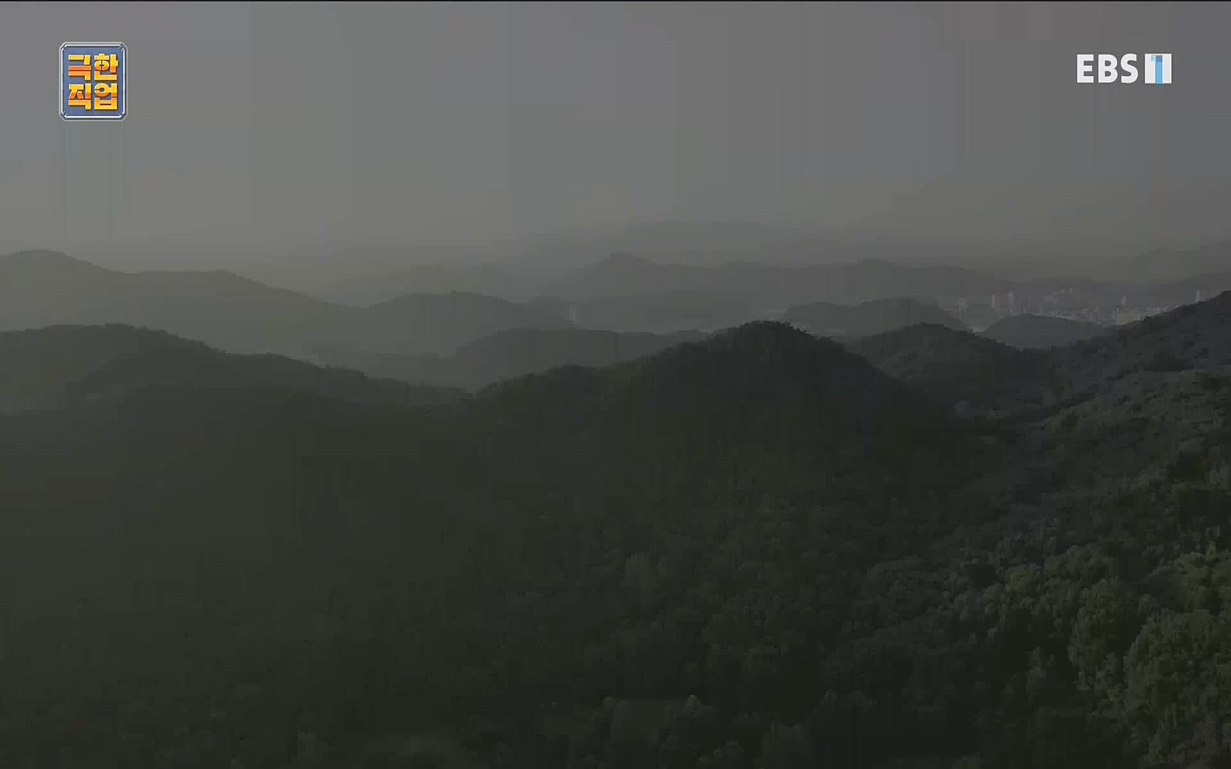 벌집 찾는 사람들.mp4_20221006_212348.410.jpg