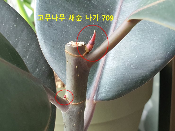 고무나무 새순 나기 709