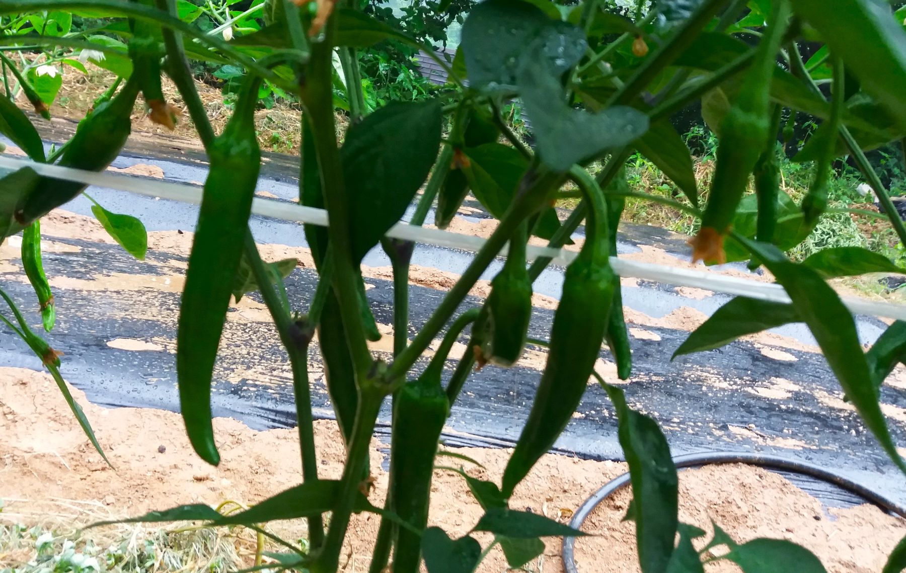 고추재배법-고추모종-심는시기-홍고추-수확시기