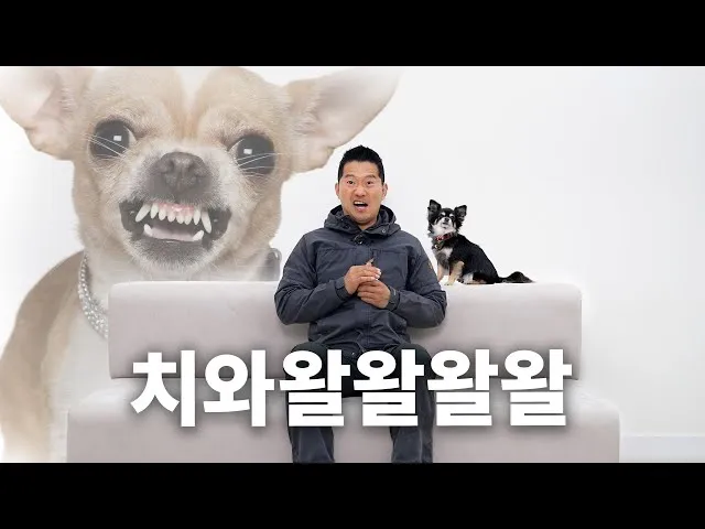 치와와 분양 종류 장모 단모 치와와 성격 수명_1