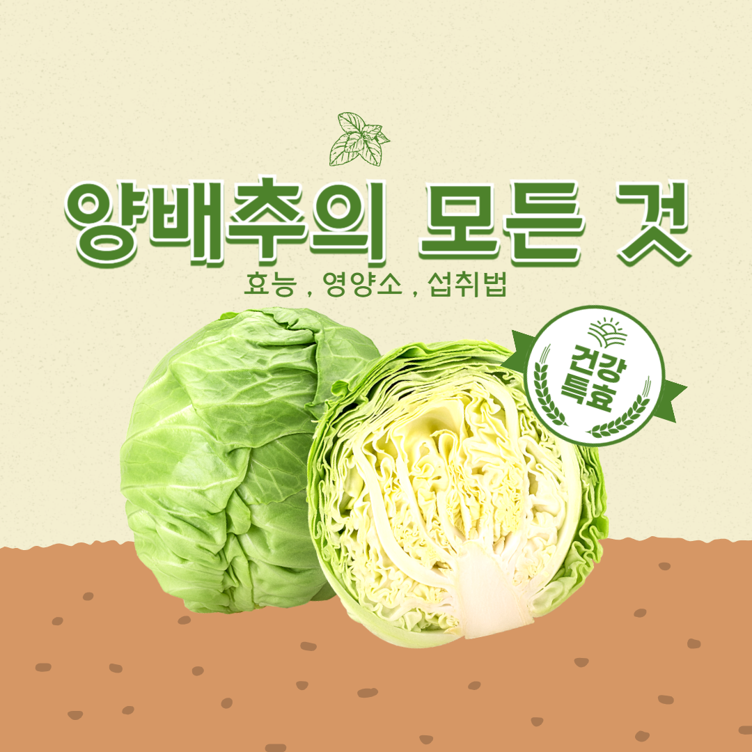 양배추의 모든 것