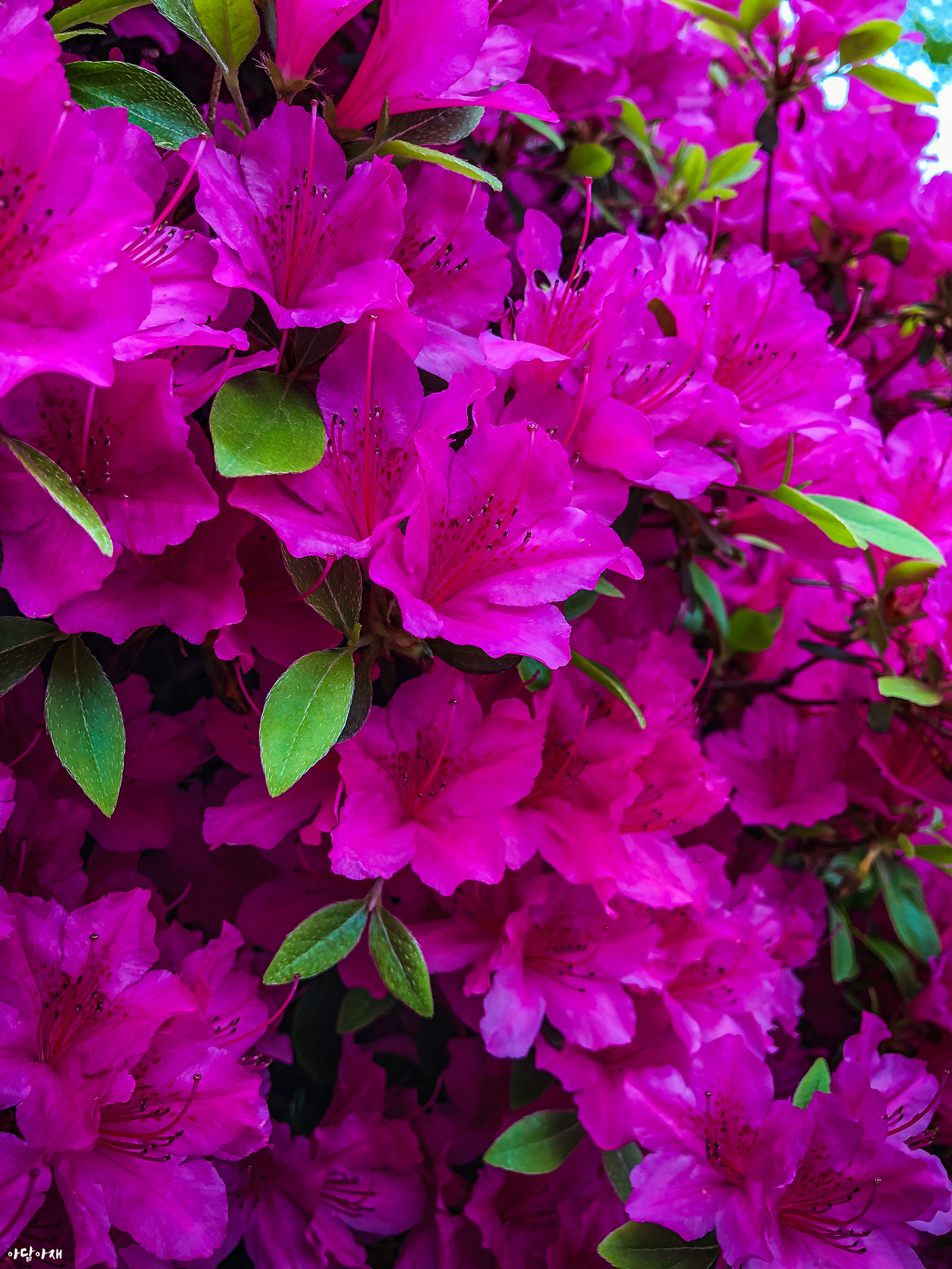  철쭉 / Rhododendron schlippenbachii
