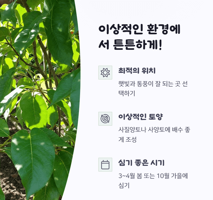 매실나무 키우기