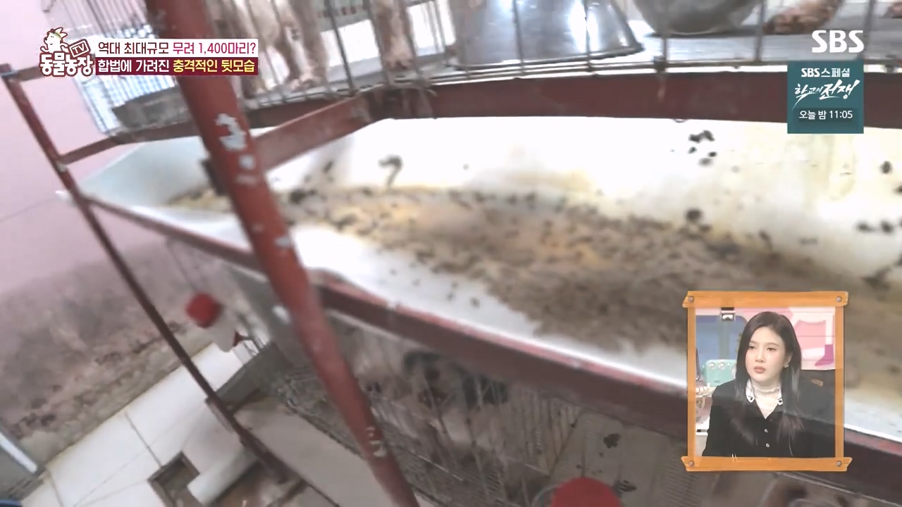 TV 동물농장.E1142.231023p-NEXT.mp4_20231022_172112.139.jpg