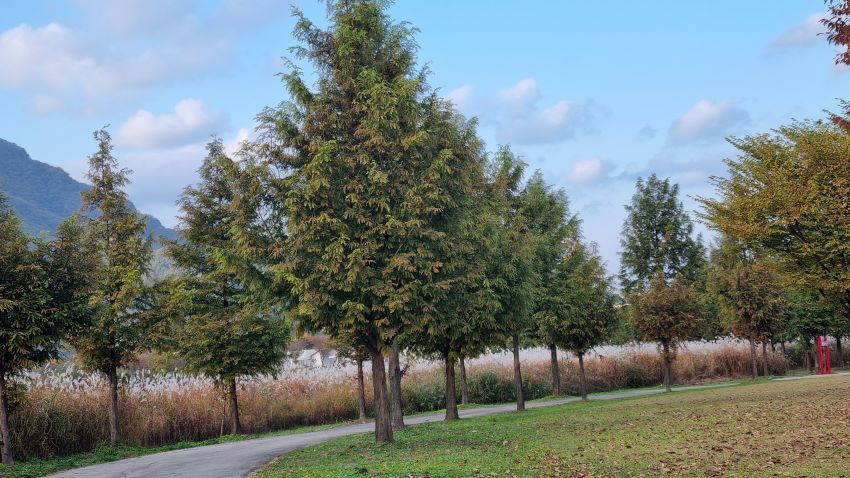 생태공원 안의 억새밭&#44; 단풍나무 가로수&#44; 푸른 하늘&#44;