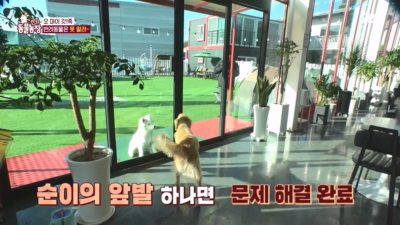 TV 동물농장.E1140.231009p-NEXT.mp4_20231008_174816.942.jpg