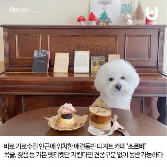강아지 동반 애견 동반 여행 국내 베스트 10_15