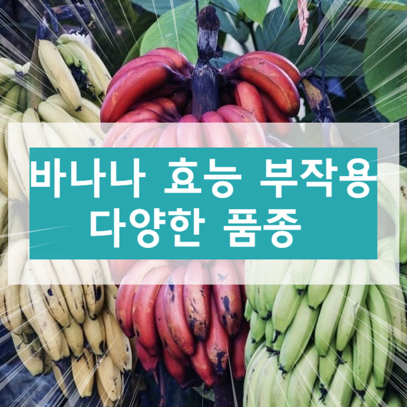 바나나 효능 부작용 다양한 품종