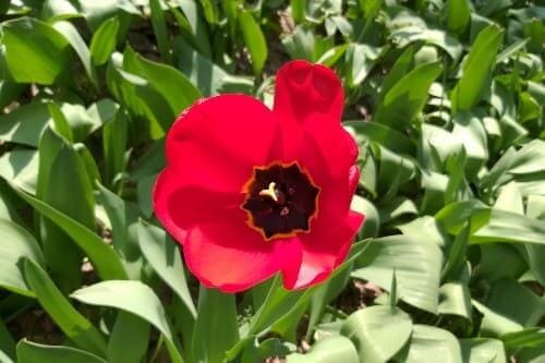 빨간색-튤립-튜울립-꽃말