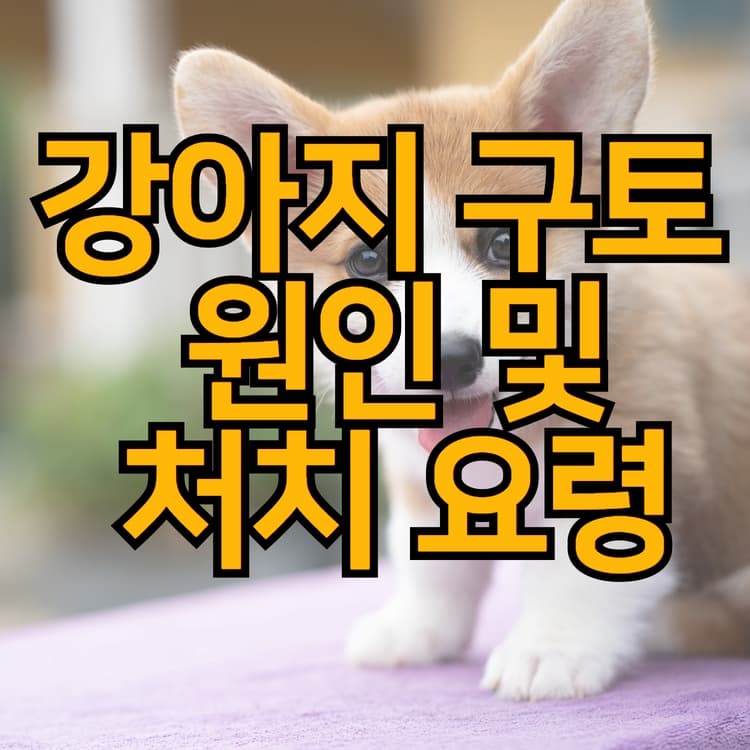  강아지 구토 원인과 처치요령 및 예방수칙