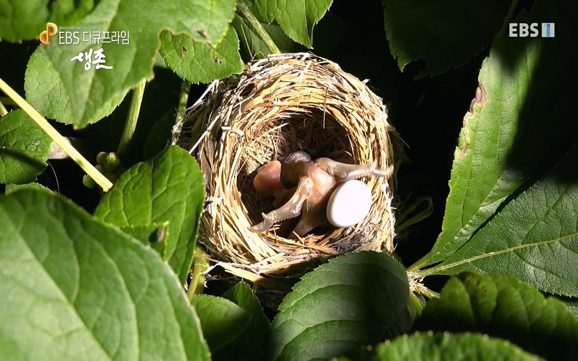 생존 3부_ EBS 다큐프라임_ 220629.avi_20220701_204629.677.jpg