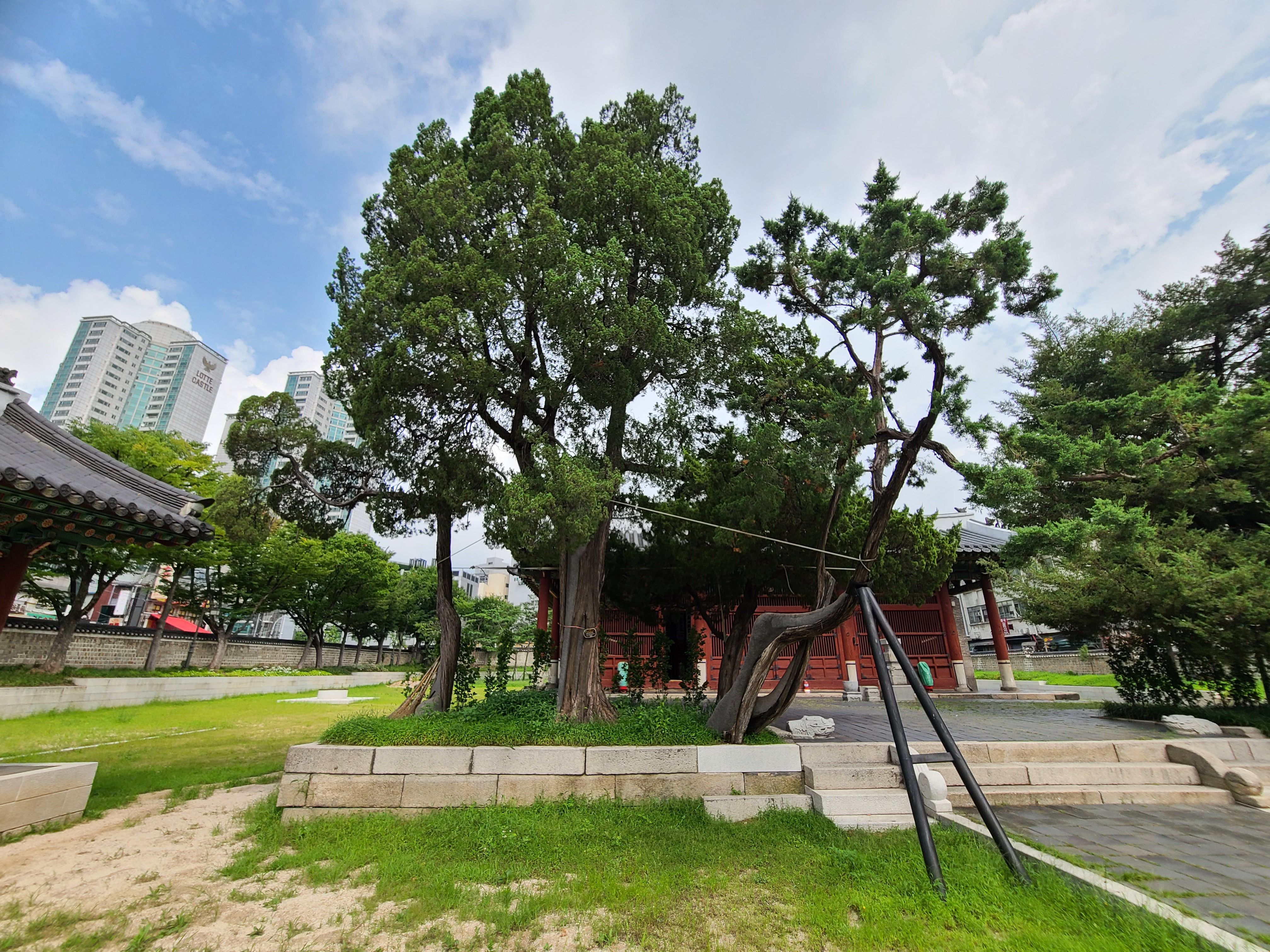 동묘 정전 앞 오래된 소나무