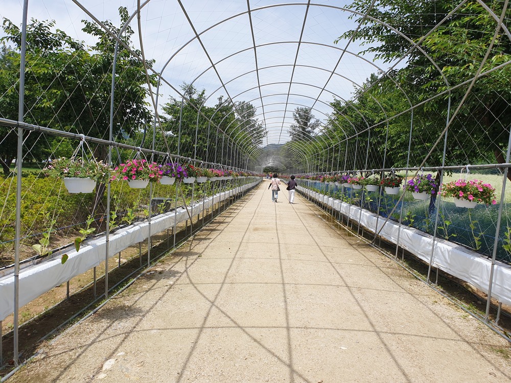 남도-꽃정원-덩굴식물-터널길-이미지