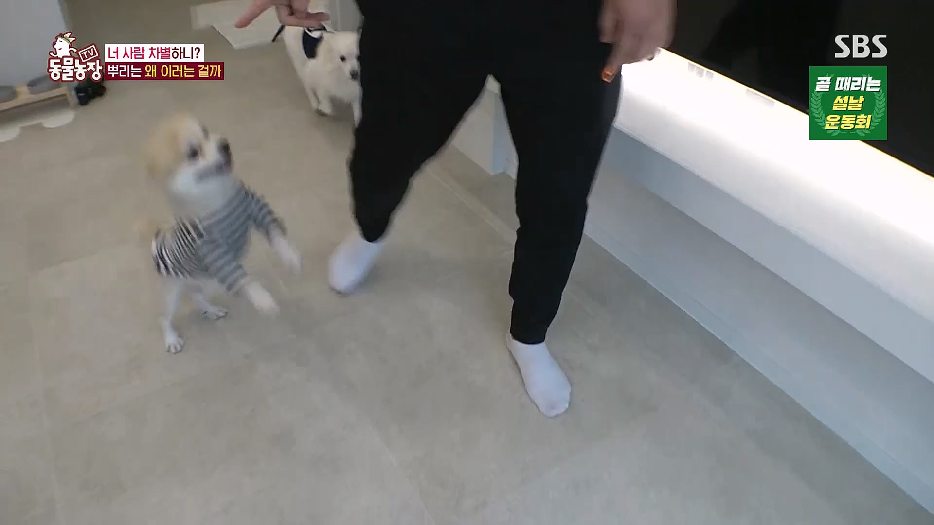 TV 동물농장.E1104.230115p.H264-F1RST.mp4_20230115_173201.149.jpg