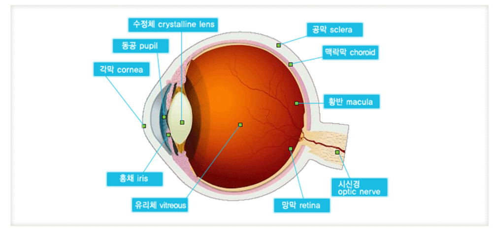 안구-구조
