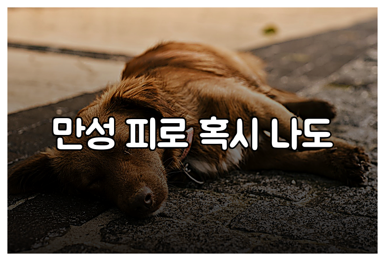 만성 피로 혹시 나도