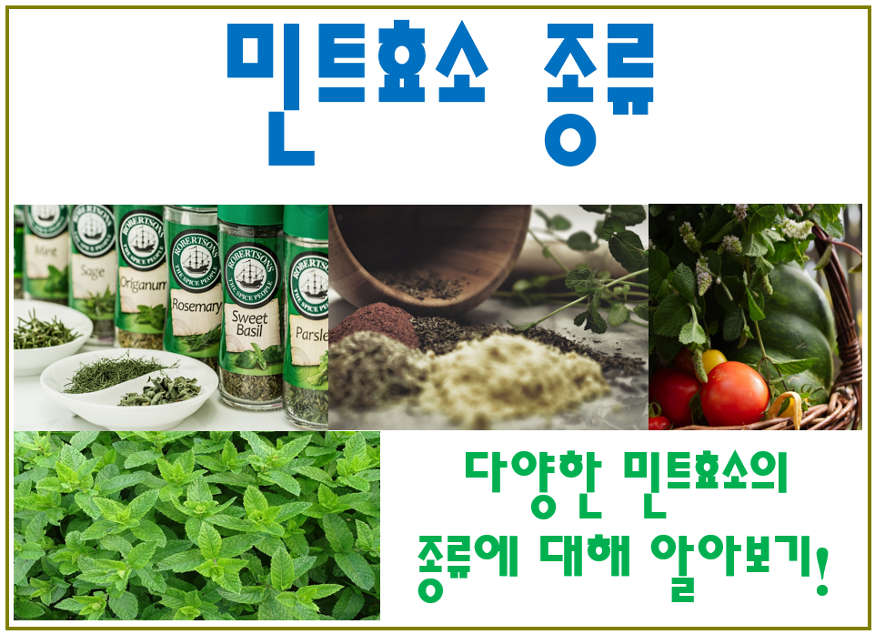 민트 효소 종류