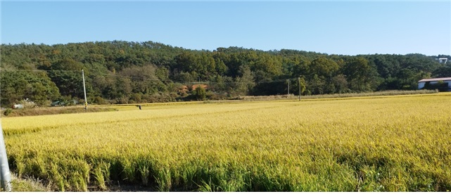 직불금 지원제도