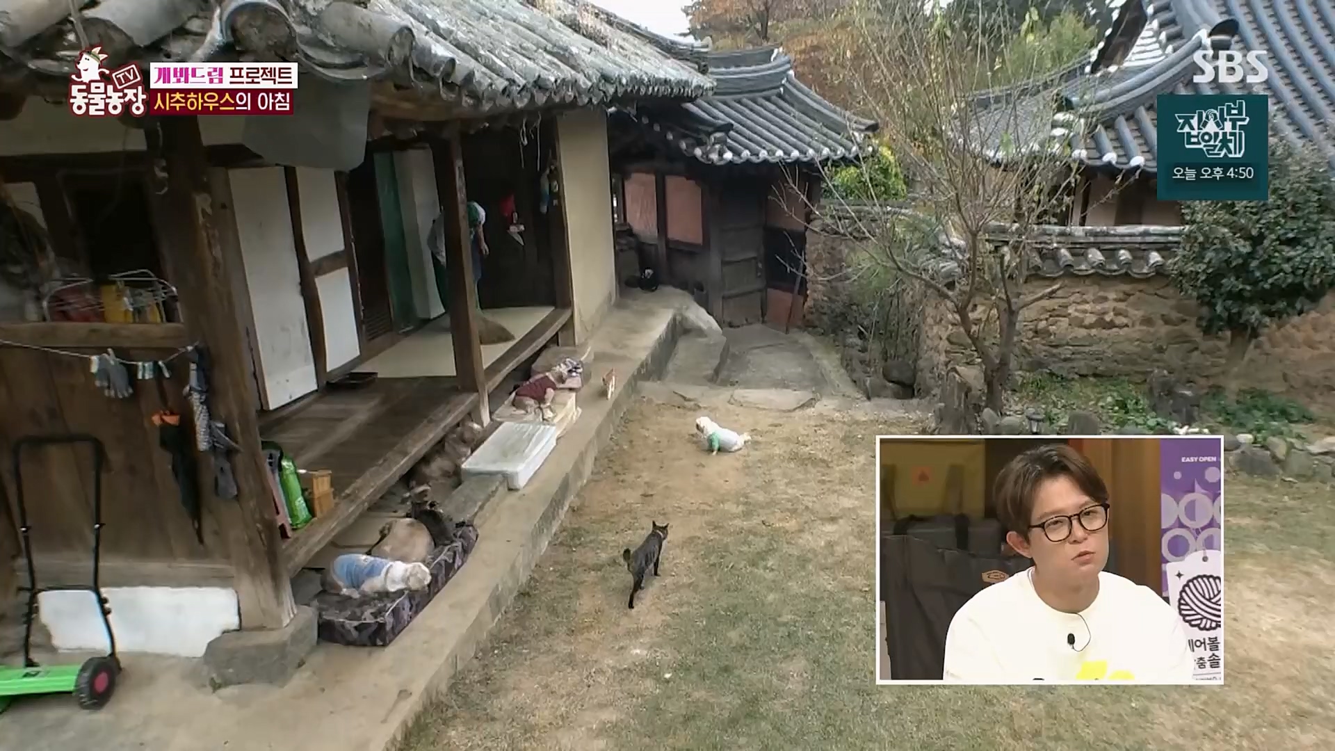 TV 동물농장.E1103.230108p.H264-F1RST.mp4_20230108_174644.491.jpg