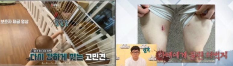 하태 시바견 개는 훌륭하다 고민견 하태 시바견강형욱 13개월 아기와 4