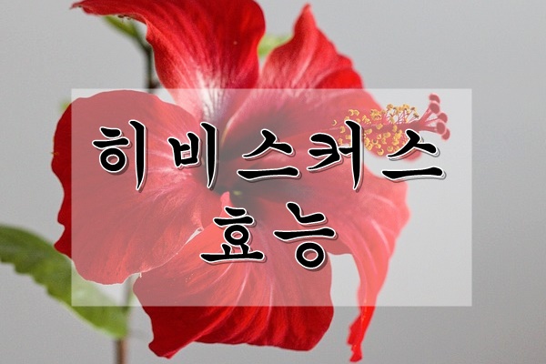  히비스커스 효능
