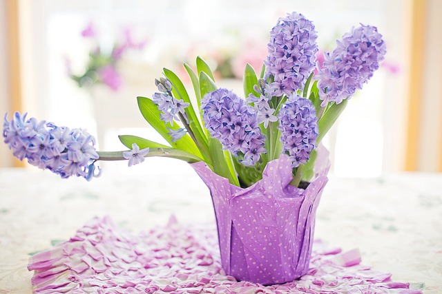 hyacinth&#44; purple hyacinth