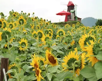 강주 해바라기 축제_12