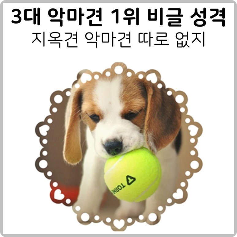 성격 지옥견 천사견 따로 없지 3대 악마견 1위 비글 2
