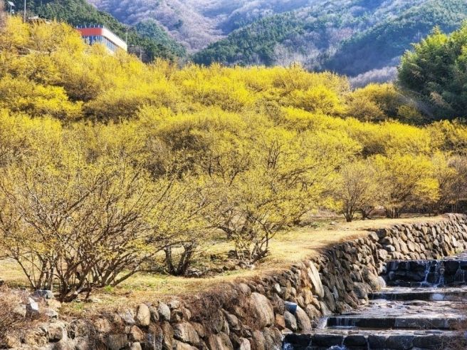 구례 산수유축제 기간 일정 주차장 입장료 가는길 안내 바로가기