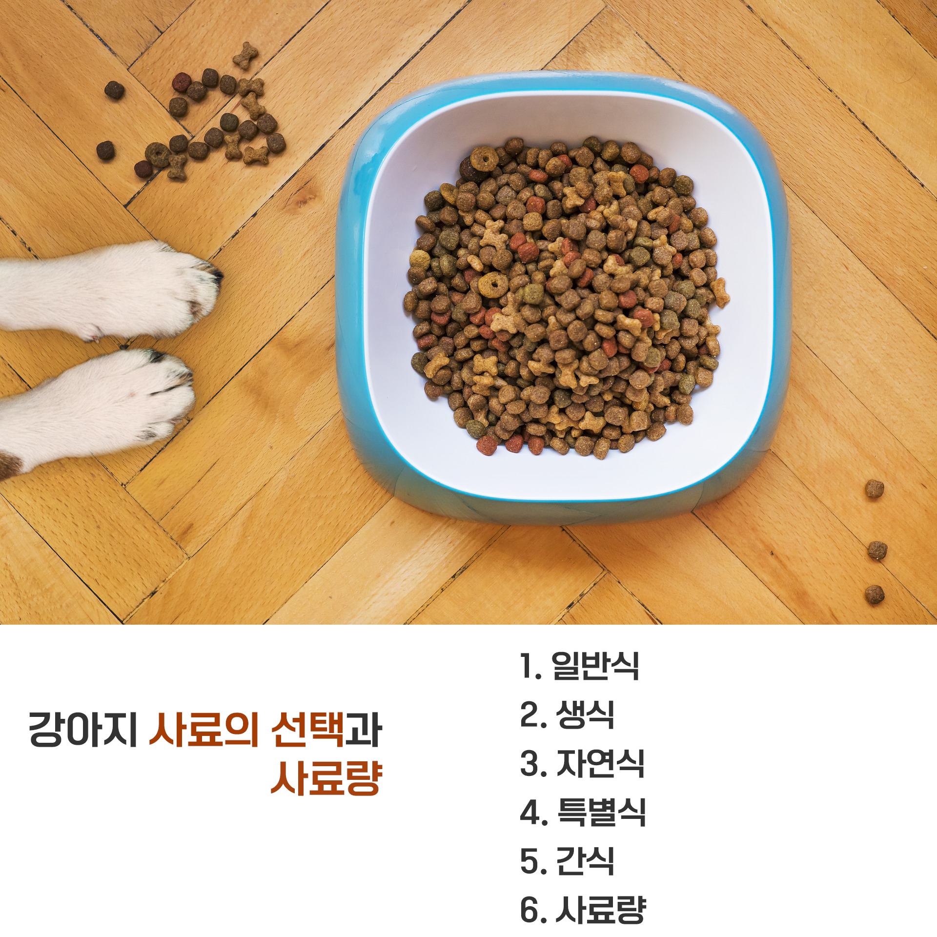  강아지 사료의 종류와 적절량
