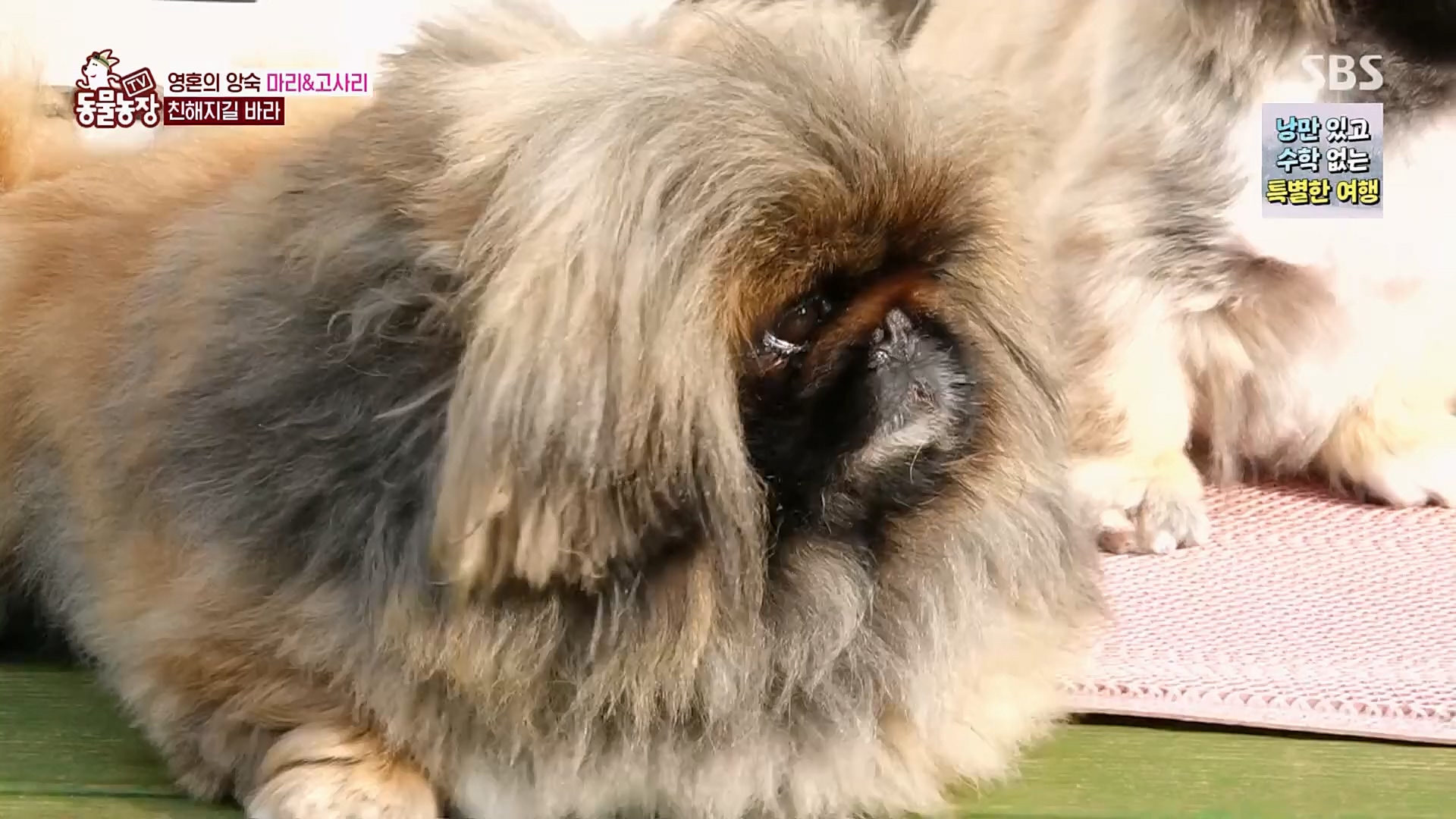 TV 동물농장.E1110.230305p.H264-F1RST.mp4_20230305_183202.198.jpg
