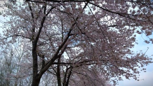 벚나무-왕벚나무-산벚나무-품종별-특성-벚꽃-개화시기