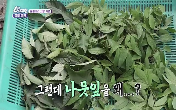 [7612회] 6시 내고향 - KBS7612회] 6시 내고향.ts_20220912_173526.342.jpg