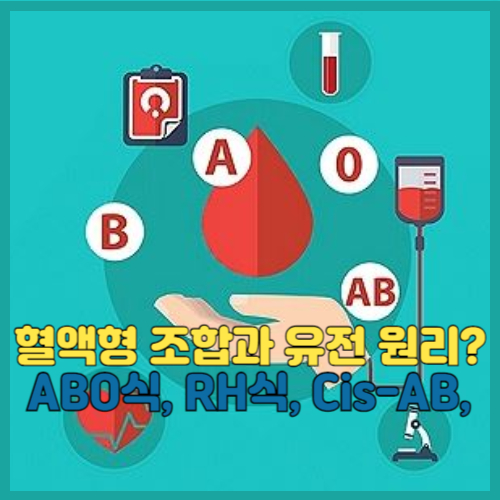 혈액형 조합과 유전 원리